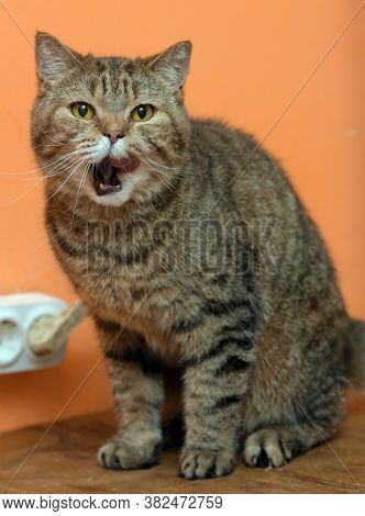 Scottishstraight Cat With Yellow Eyes