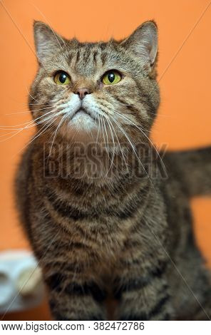 Scottishstraight Cat With Yellow Eyes