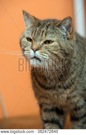Scottishstraight Cat With Yellow Eyes