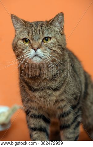 Scottishstraight Cat With Yellow Eyes