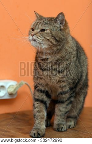 Scottishstraight Cat With Yellow Eyes