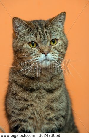 Scottishstraight Cat With Yellow Eyes