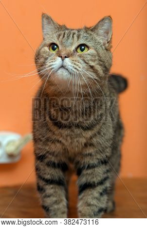 Scottishstraight Cat With Yellow Eyes