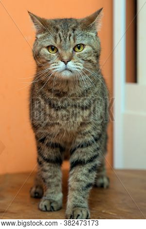 Scottishstraight Cat With Yellow Eyes