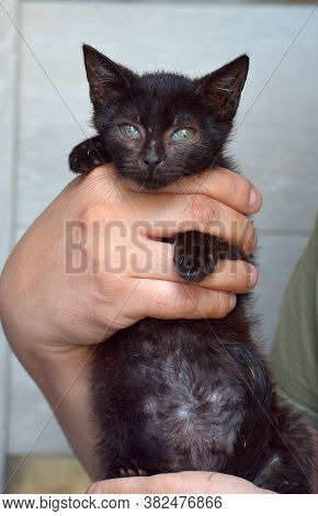 Black Kitten In Hands