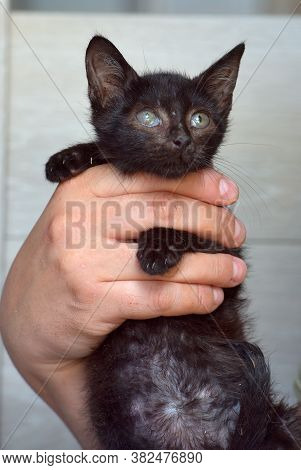 Black Kitten In Hands