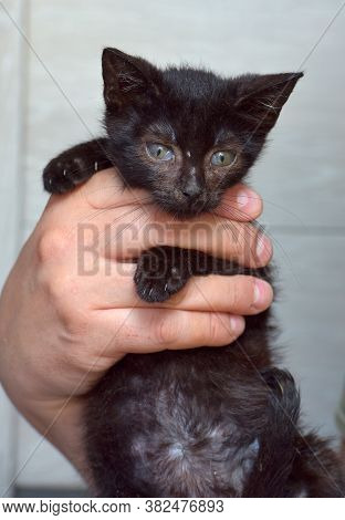 Black Kitten In Hands