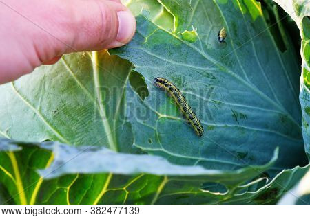 Cabbage Butterfly Caterpillar Eats Cabbage Leaves Close-up, Harmful Insects, Pest Control.