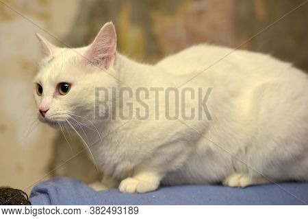White Albino Cat