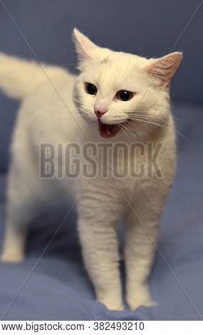 White Albino Cat