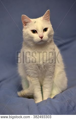 White Albino Cat
