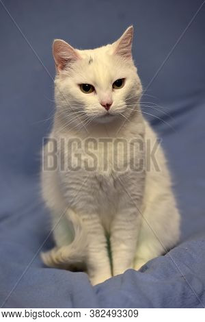 White Albino Cat
