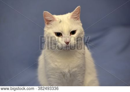 White Albino Cat