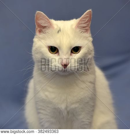 White Albino Cat On A Blue Background