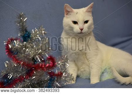 White Albino Cat On A Blue Background