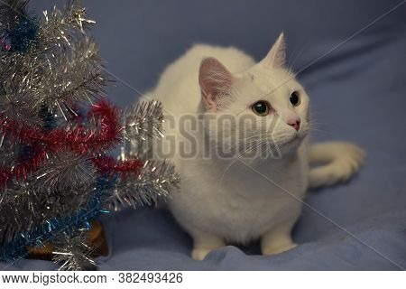 White Albino Cat On A Blue Background