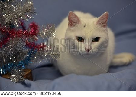 White Albino Cat On A Blue Background