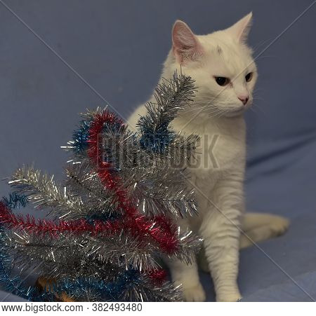 White Albino Cat On A Blue Background