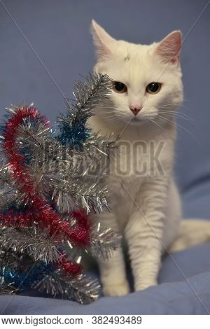 White Albino Cat On A Blue Background