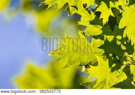 Vivid Summertime Background With Vivd Green Leafs Against Blue Sunny Sky
