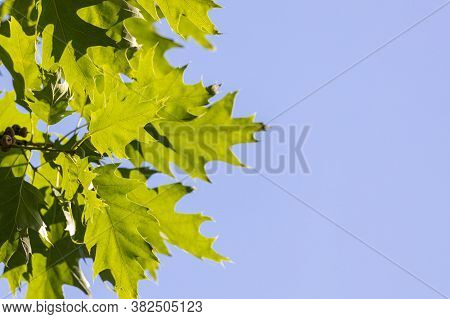 Vivid Summertime Background With Vivd Green Leafs Against Blue Sunny Sky