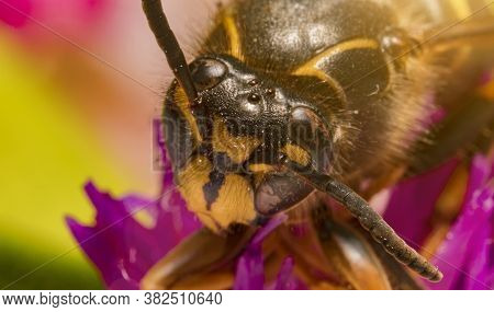 Macro View Of European Paper Wasp. Polistes Nimpha.