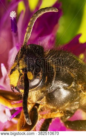 Macro View Of European Paper Wasp. Polistes Nimpha.