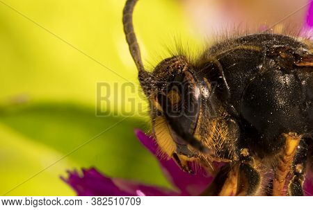 Macro View Of European Paper Wasp. Polistes Nimpha.