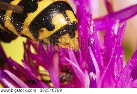 Macro View Of European Paper Wasp Stinger.