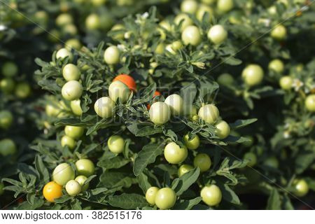 False Jerusalem Cherry - Latin Name - Solanum Pseudocapsicum