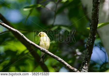 American Goldfinch (spinus Tristis) In A Tree