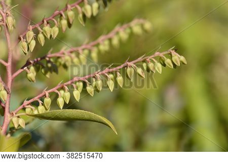Brouwers Beauty Lily Of The Valley Shrub - Latin Name - Pieris X Brouwers Beauty