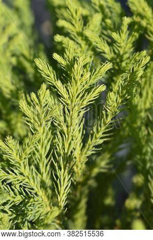 Japanese Cedar Little Champion Branches - Latin Name - Cryptomeria Japonica Little Champion