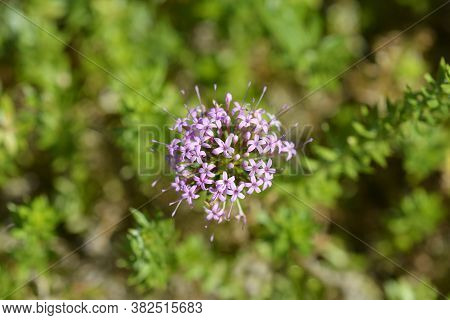 Caucasian Crosswort Pink Flower - Latin Name - Phuopsis Stylosa