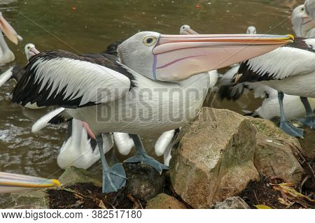 Flock Of Australian Pelicans In The Pond Waiting For Feeding. Group Of White Pelecanus Waiting To Be