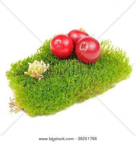 緑の苔の塊にクランベリー