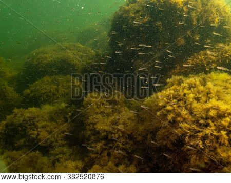 A Healthy Seascape From The Sound Malmo Sweden. Seaweeds And Green Cold Water. Plenty Of Small Fish 