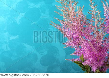 Pink Astilbe Flowers Against The Blue Bright Background