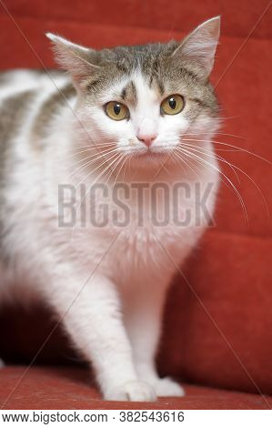 White With Brown European Shorthair Cat On A Red Background