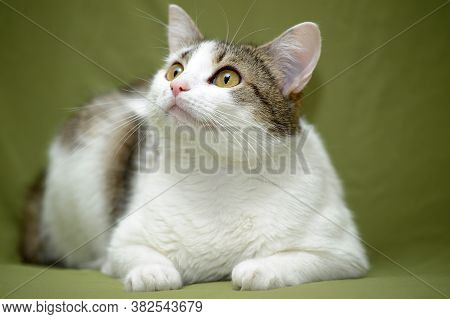 White With Brown European Shorthair Cat On A Green Background