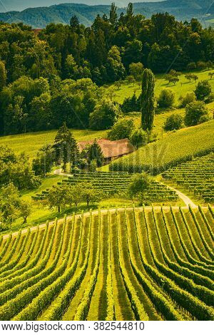 Vineyard Landscape At South Styrian Wine Road In Slovenia On Border With Austria.famous Tuscany Like