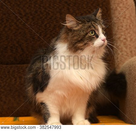 White With Brown Fluffy Cat.