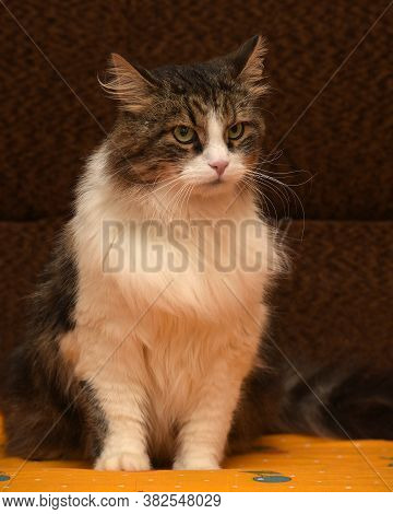 White With Brown Fluffy Cat.