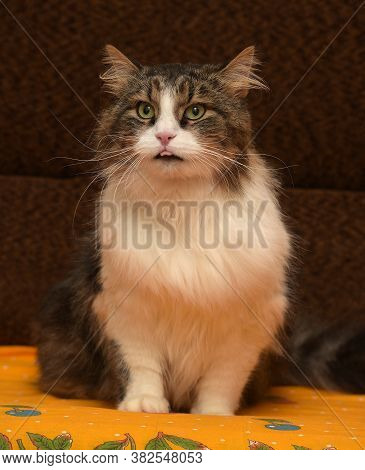 White With Brown Fluffy Cat.