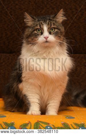 White With Brown Fluffy Cat.
