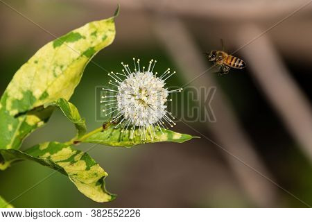 Honeybee Flying Toward A White, Spiked Flower On A Common Buttonbush Plant While Gathering Nectar An