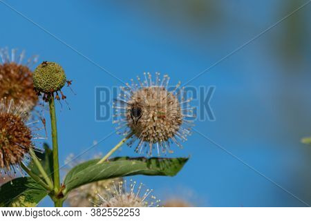 Honeybee With Its Legs Dangling Down As It Prepares To Land On A White, Common Buttonbush Flower To 