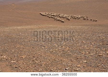 Sheep