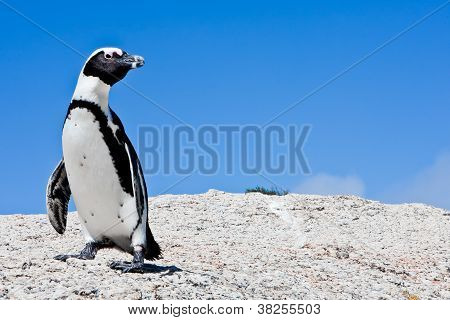 Lone Penguin on Rock