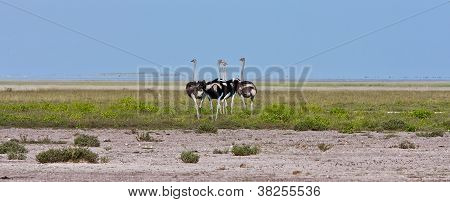 Group of Ostriches on African Plains
